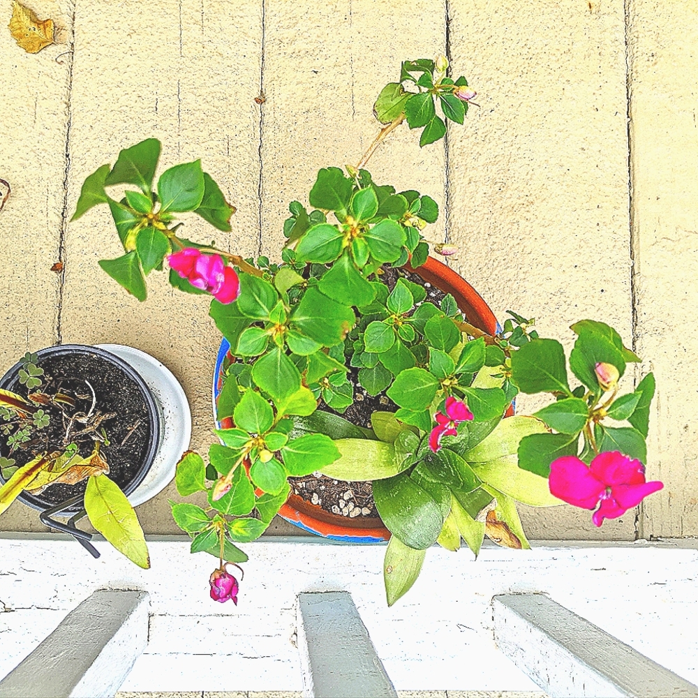 Meet your Posher, cibomatto1999